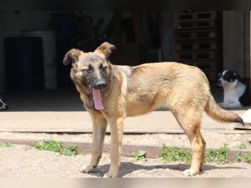 Tami - Hundeteenager sucht Freunde fürs Leben
