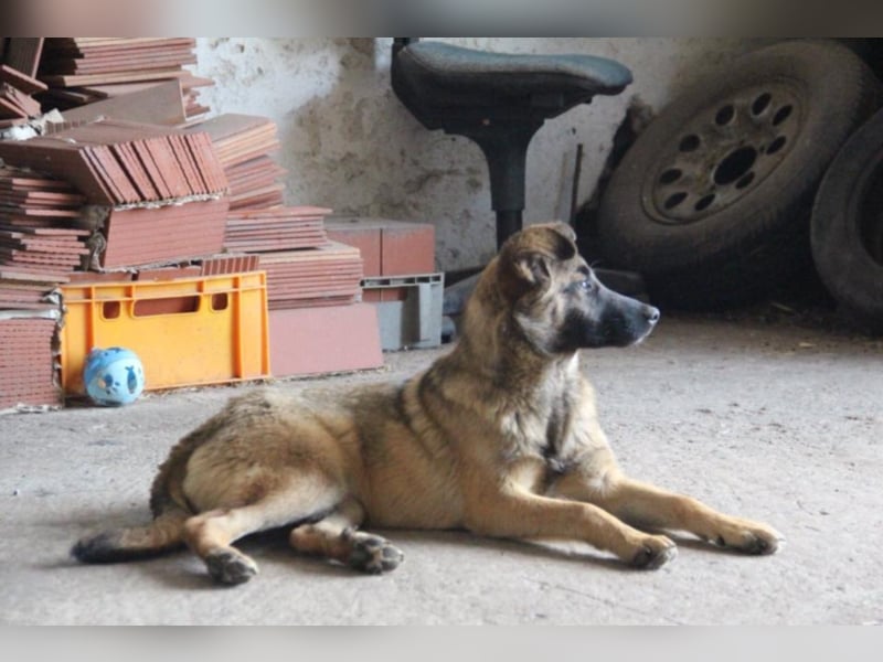 Tami - Hundeteenager sucht Freunde fürs Leben