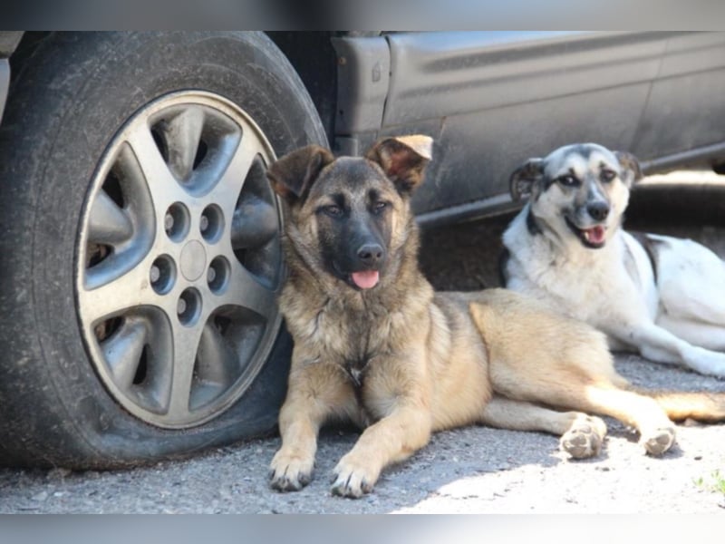 Tami - Hundeteenager sucht Freunde fürs Leben