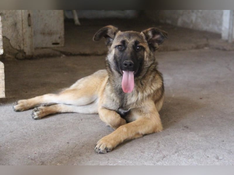 Tami - Hundeteenager sucht Freunde fürs Leben