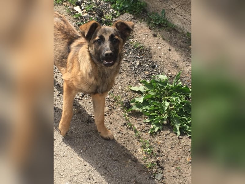Tami - Hundeteenager sucht Freunde fürs Leben