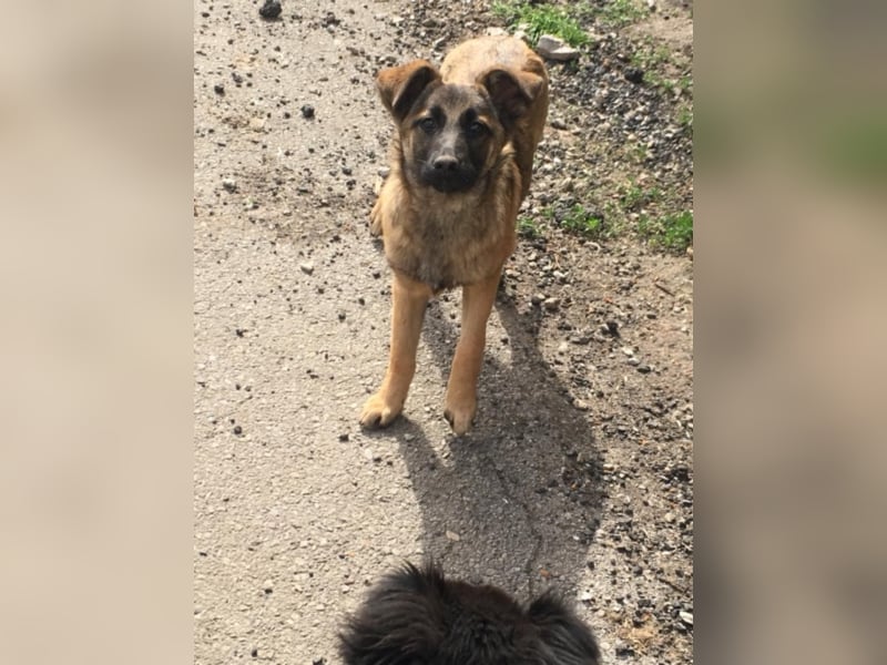 Tami - Hundeteenager sucht Freunde fürs Leben