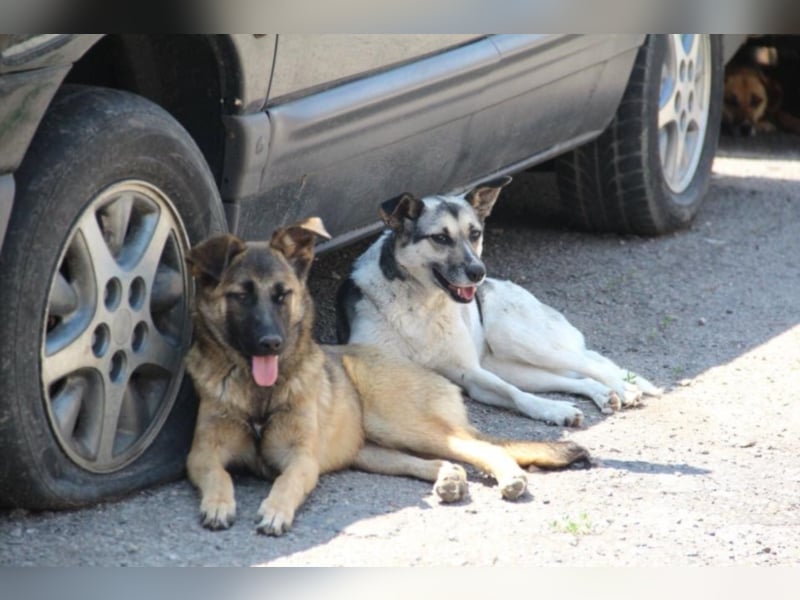 Tami - Hundeteenager sucht Freunde fürs Leben