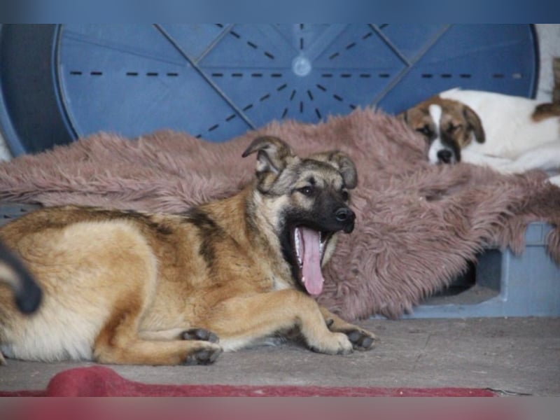 Tami - Hundeteenager sucht Freunde fürs Leben