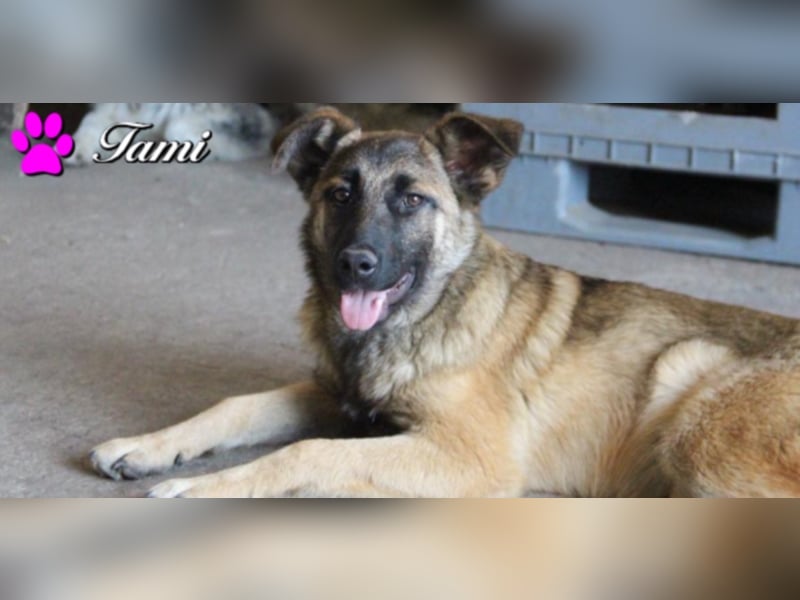 Tami - Hundeteenager sucht Freunde fürs Leben