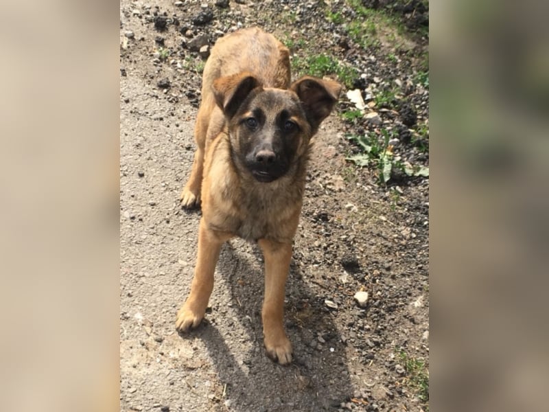 Tami - Hundeteenager sucht Freunde fürs Leben