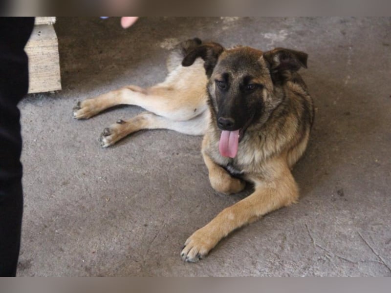 Tami - Hundeteenager sucht Freunde fürs Leben