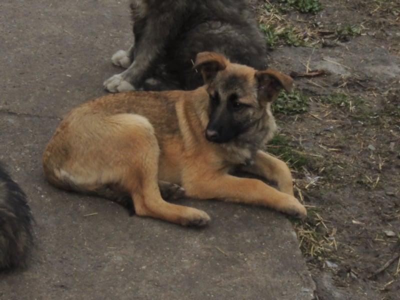 Tami - Hundeteenager sucht Freunde fürs Leben