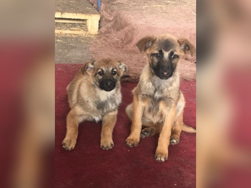 Tami - Hundeteenager sucht Freunde fürs Leben