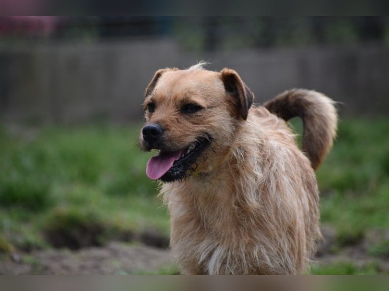 Zsuzsa - lebensfrohes Hundemädchen sucht ihr Zuhause