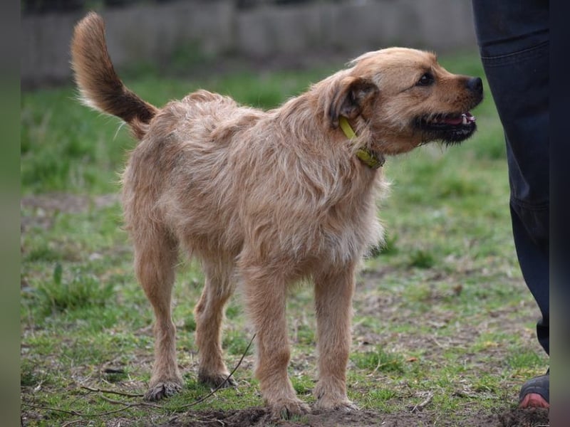 Zsuzsa - lebensfrohes Hundemädchen sucht ihr Zuhause