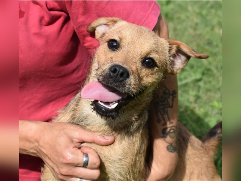 Zsuzsa - lebensfrohes Hundemädchen sucht ihr Zuhause