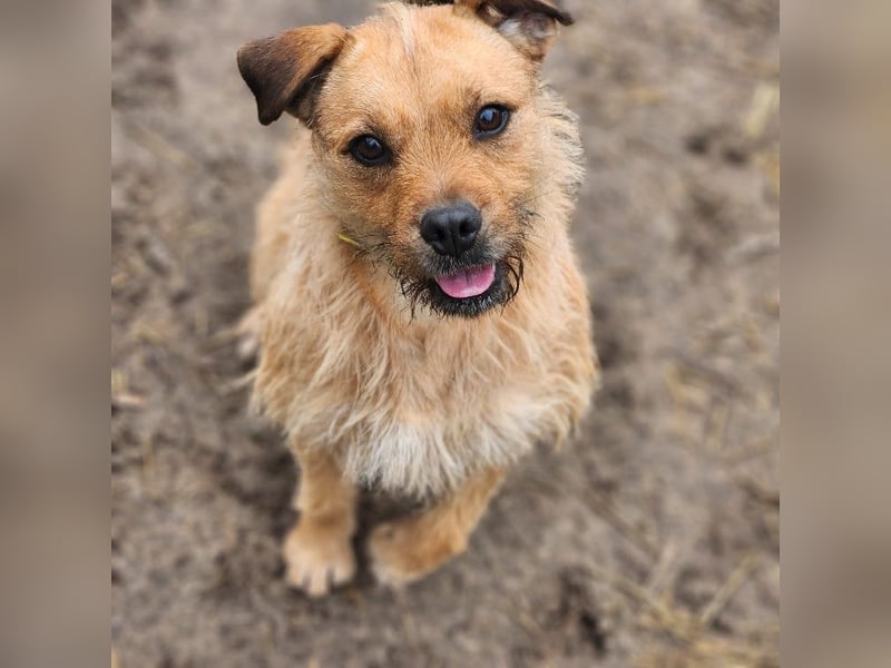 Zsuzsa - lebensfrohes Hundemädchen sucht ihr Zuhause