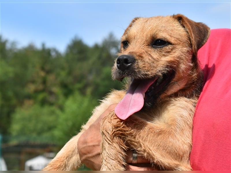 Zsuzsa - lebensfrohes Hundemädchen sucht ihr Zuhause