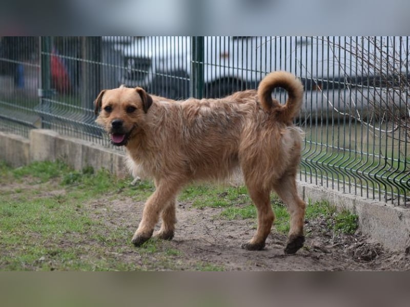 Zsuzsa - lebensfrohes Hundemädchen sucht ihr Zuhause