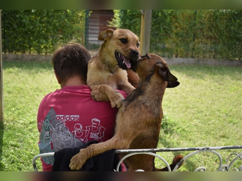Zsuzsa - lebensfrohes Hundemädchen sucht ihr Zuhause