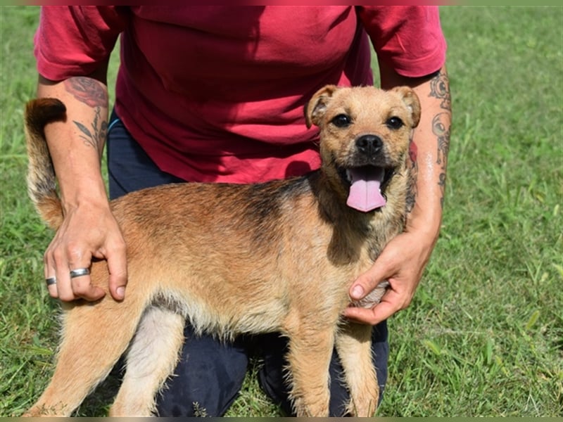 Zsuzsa - lebensfrohes Hundemädchen sucht ihr Zuhause