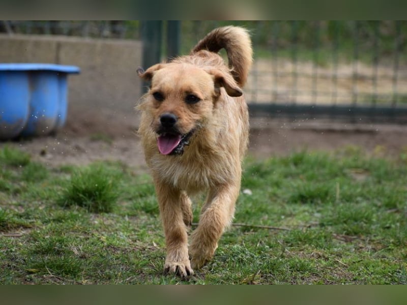 Zsuzsa - lebensfrohes Hundemädchen sucht ihr Zuhause