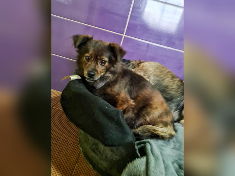Sanfte und noch etwas schüchterne EMILIJA sucht liebevolles Zuhause