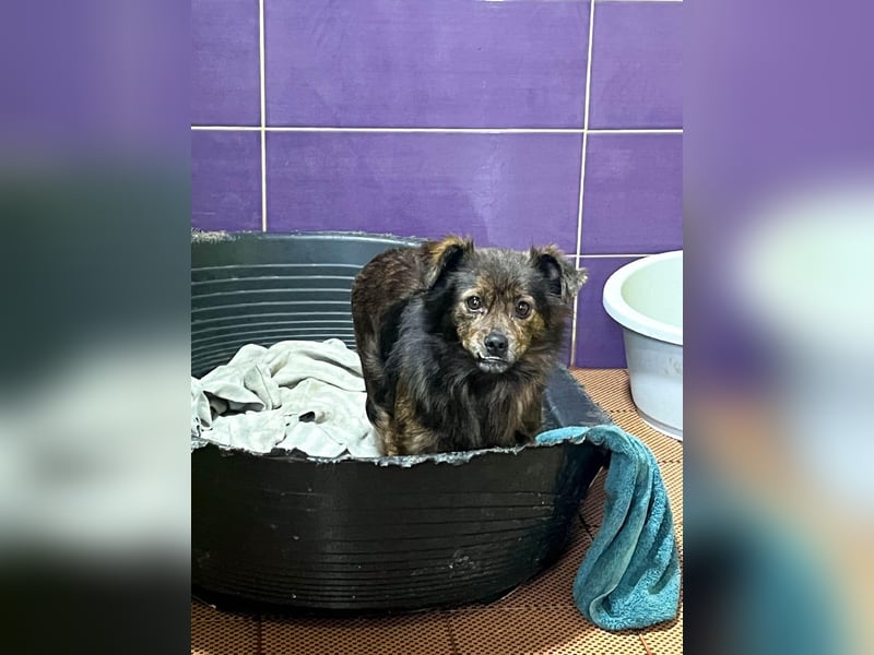 Sanfte und noch etwas schüchterne EMILIJA sucht liebevolles Zuhause