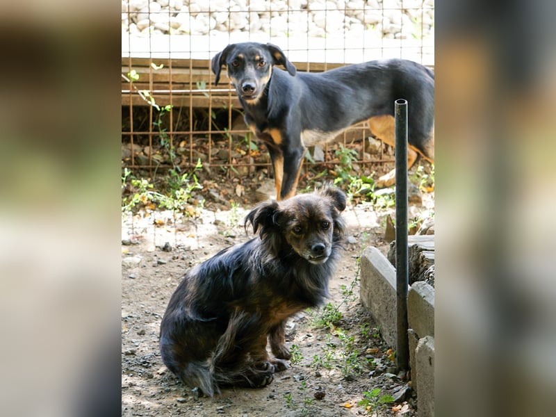Sanfte und noch etwas schüchterne EMILIJA sucht liebevolles Zuhause