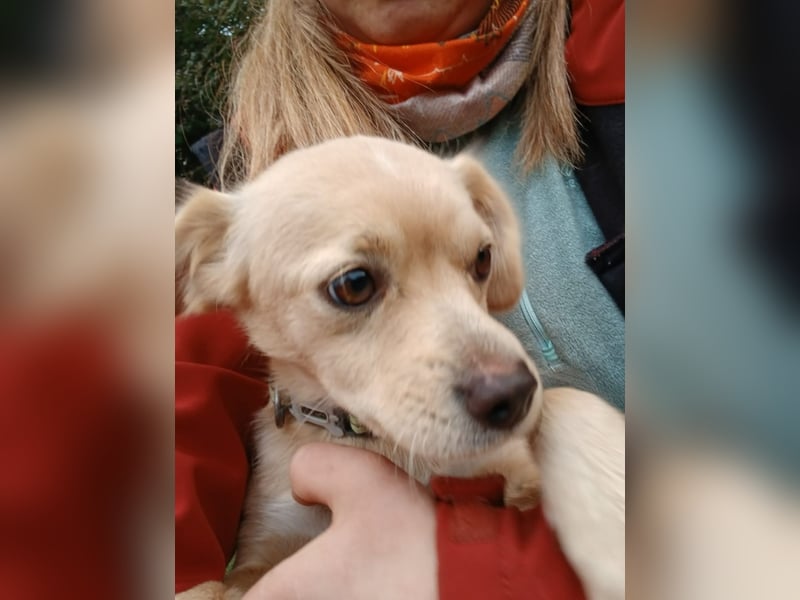 Luna - sucht Ihre Menschen!