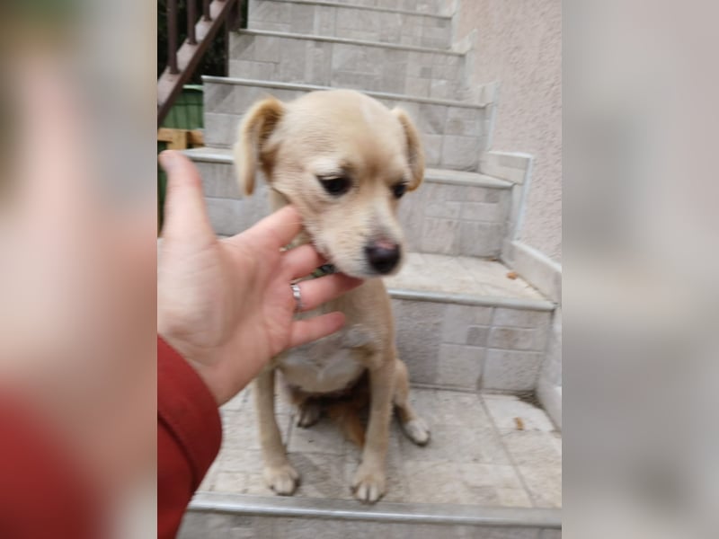 Luna - sucht Ihre Menschen!