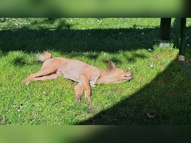 Luna - die Süße!