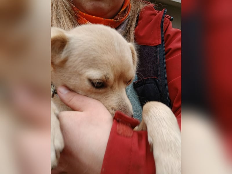 Luna - sucht Ihre Menschen!
