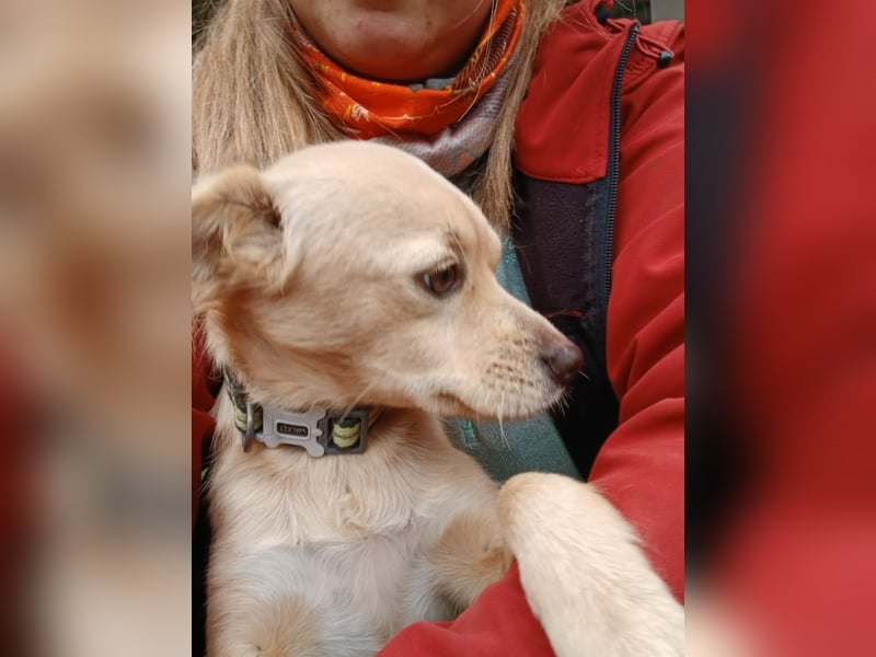 Luna - sucht Ihre Menschen!