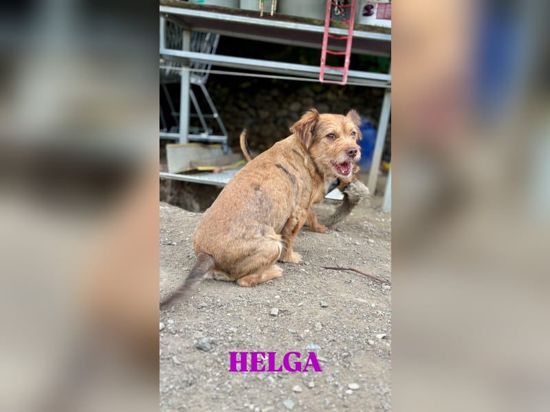 Helga - kleine Maus