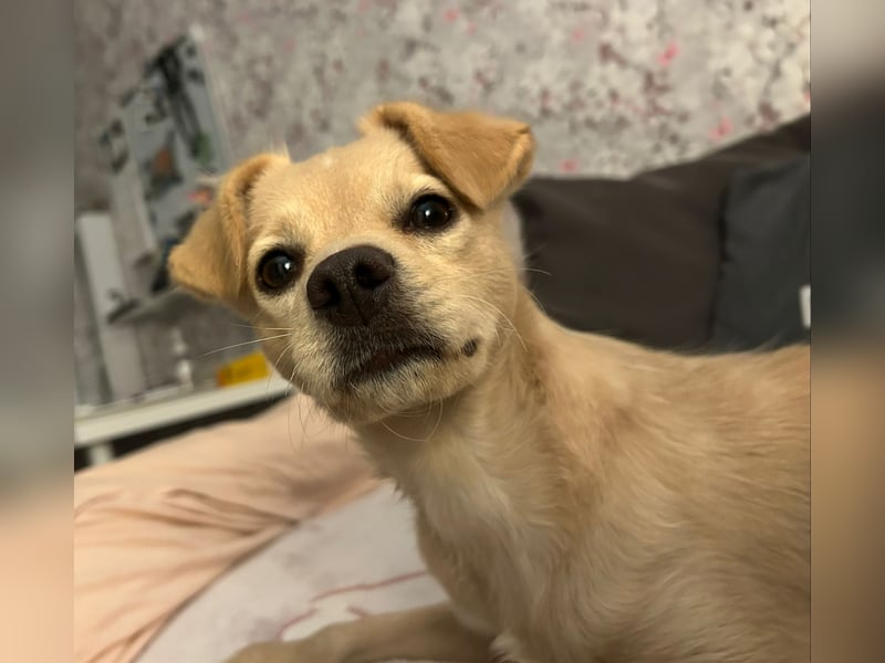 Luna - sucht Ihre Menschen!