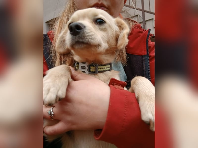 Luna - sucht Ihre Menschen!