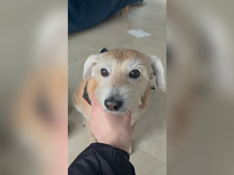 Mira - unser Pummelchen!