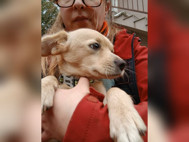 Luna - sucht Ihre Menschen!