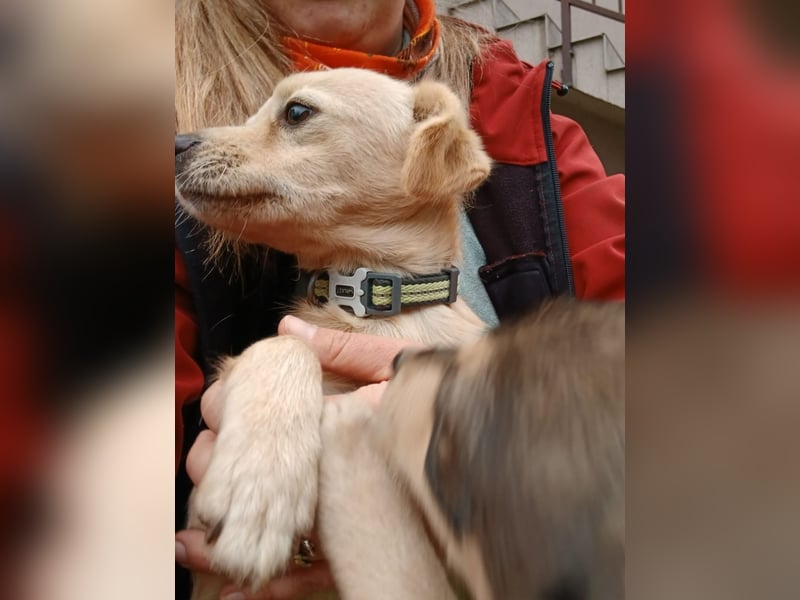 Luna - sucht Ihre Menschen!