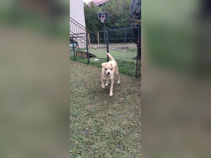 Luna - sucht Ihre Menschen!