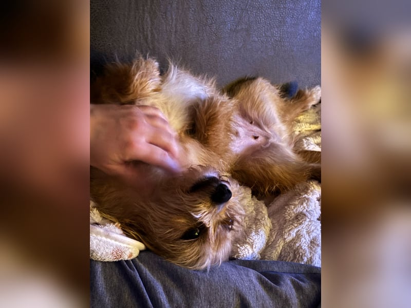 Mira - unser Pummelchen!