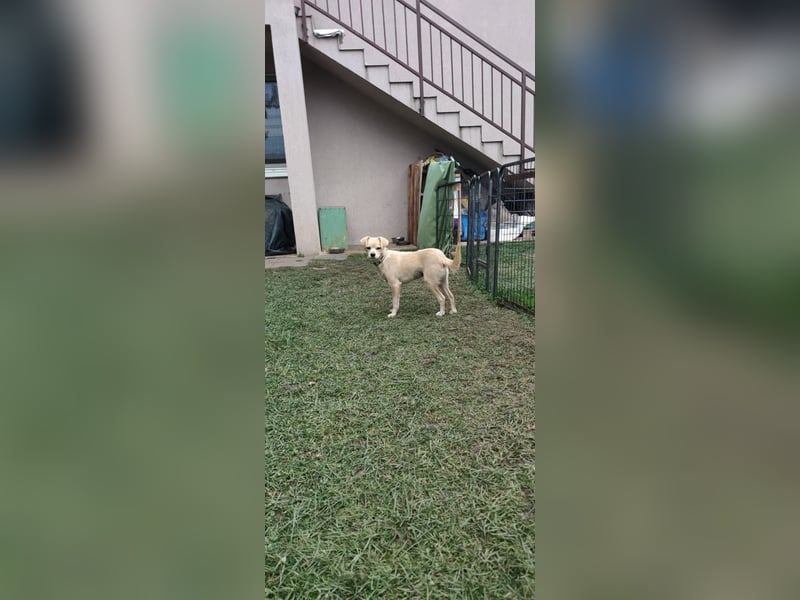 Luna - sucht Ihre Menschen!