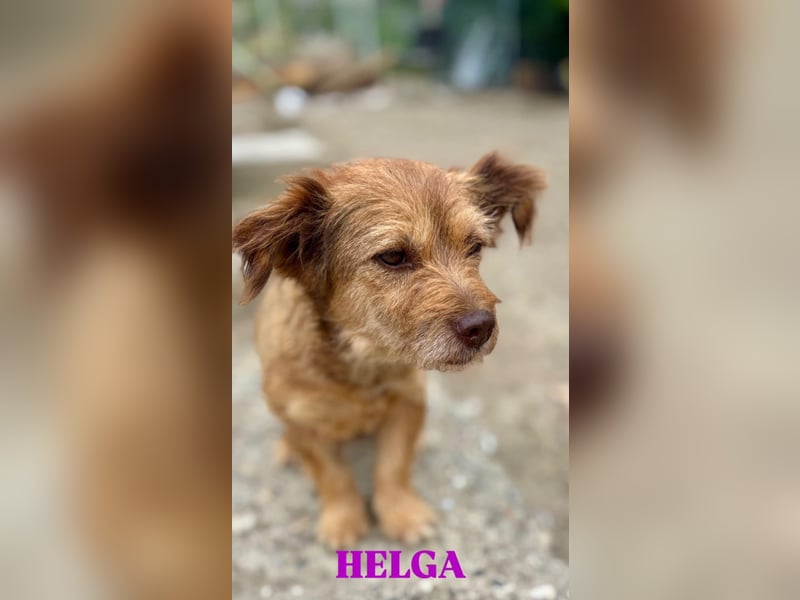 Helga - kleine Maus