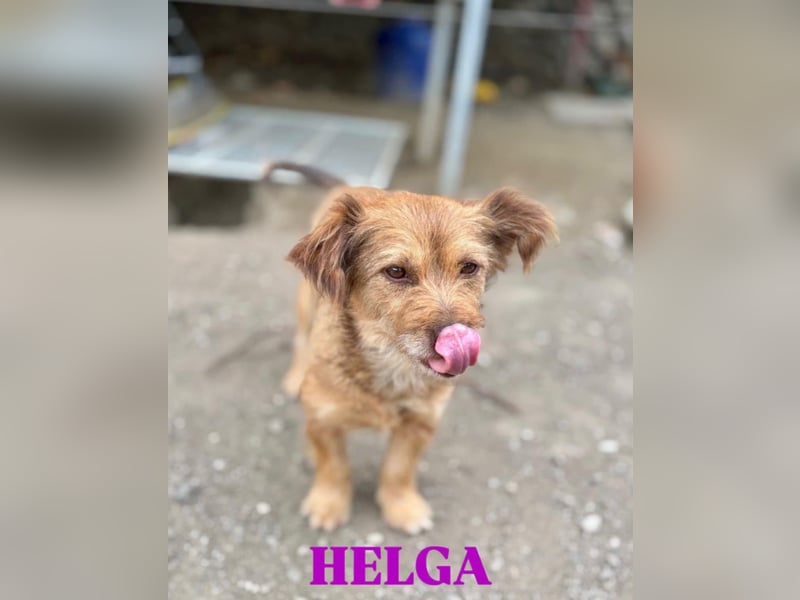 Helga - kleine Maus