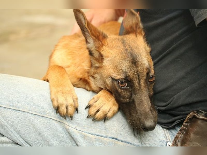 Mali wäre eine gute Familienhündin