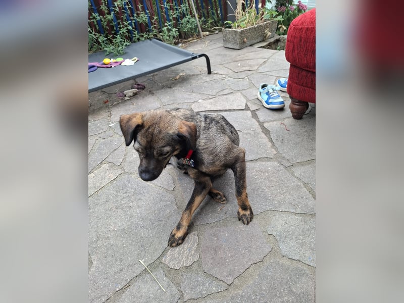 Offene, kinderliebe Eli sucht liebevolles Zuhause