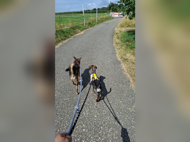 Offene, kinderliebe Eli sucht liebevolles Zuhause