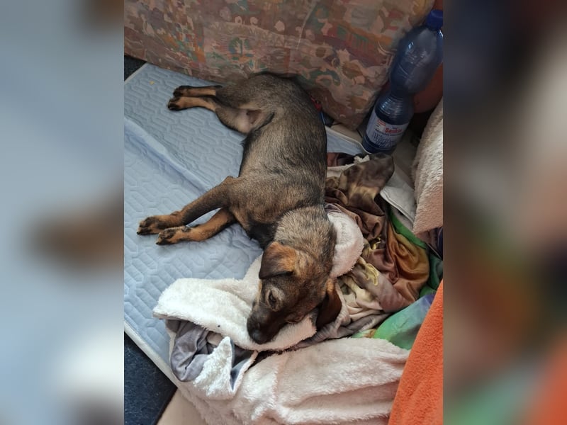 Offene, kinderliebe Eli sucht liebevolles Zuhause