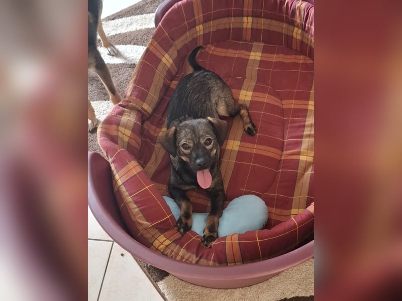Offene, kinderliebe Eli sucht liebevolles Zuhause