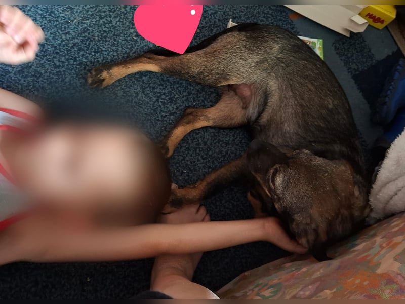 Offene, kinderliebe Eli sucht liebevolles Zuhause