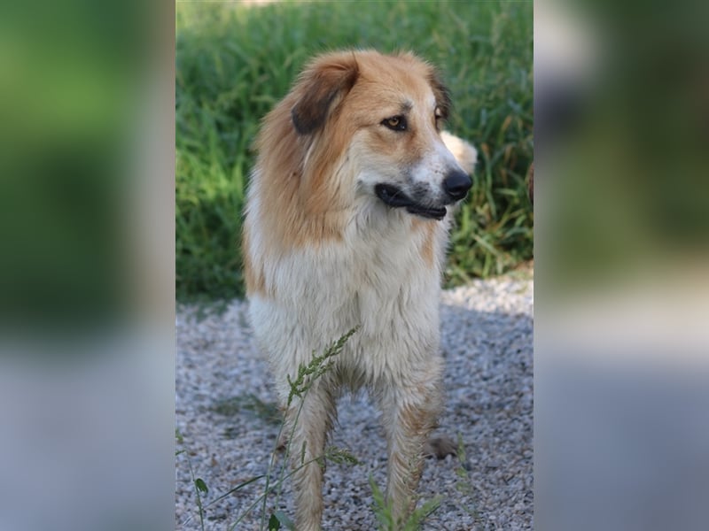 Kaira, geb. ca. 01/2022, lebt in GRIECHENLAND, im städt. Tierheim Serres