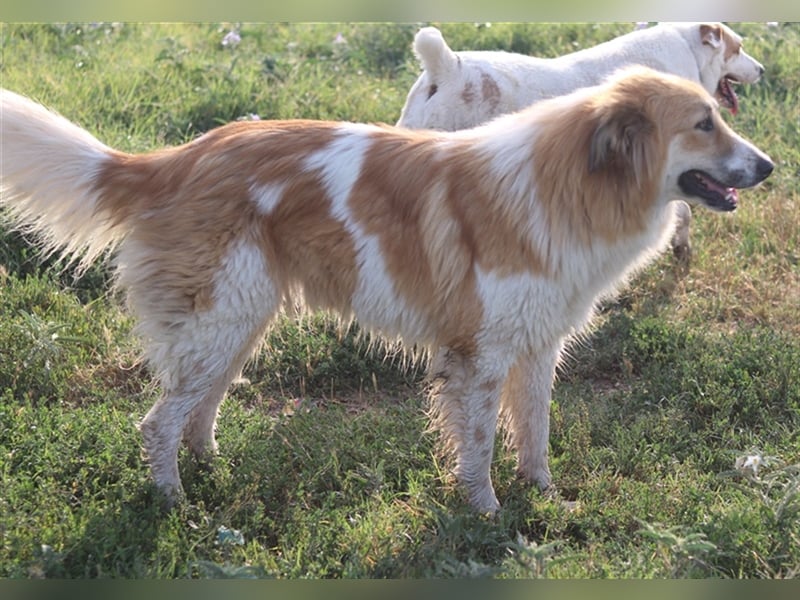 Kaira, geb. ca. 01/2022, lebt in GRIECHENLAND, im städt. Tierheim Serres