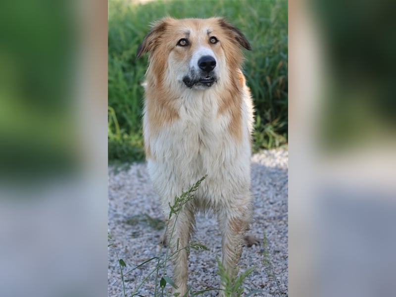 Kaira, geb. ca. 01/2022, lebt in GRIECHENLAND, im städt. Tierheim Serres